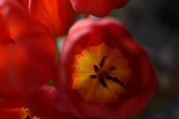 tulips are fiery red