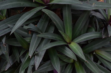 Obraz premium Green leaf texture. Leaf texture background