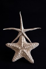 Some of sea stars isolated on black background, close up