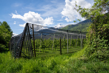 Fototapeta premium apple orchard in springtime covered with protective black netting