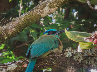 Colourful bird perched on a branch