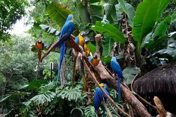 Niebieskie papugi ara w puszczy amazońskiej - obrazy, fototapety, plakaty