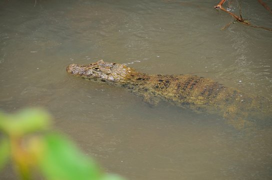 Krokodyl amazon w rzece w Brazylii