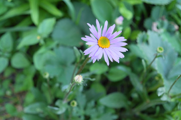 Daisy flower with purple petals. Beautiful wild flower.
