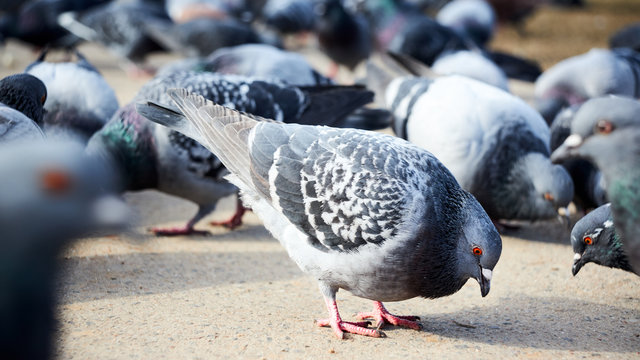 Flock of gray doves with orange eyes looking for food in the street selective focus.