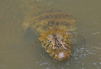 Krokodyl w amazońskiej rzece w Brazylii