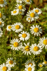 Bloom. Chamomile. Blooming chamomile field, chamomile flowers on  meadow in summer, selective focus, blur. Beautiful nature scene with blooming medical daisies on sun day. Beautiful meadow background