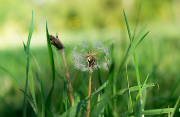 Dandelion in the grass close-up. Nature background