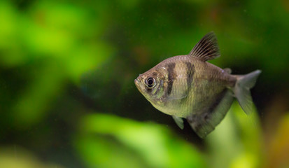 Fototapeta premium Gymnocorymbus ternetzi. Tropische Fische schwimmen im Aquarium
