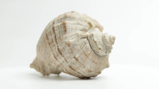 shell. sea ​​shell. seashell rotates. seashell rotates on a white background