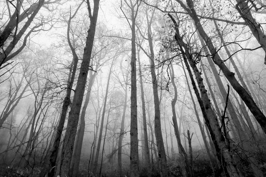 Low Angle View Of Trees In Forest