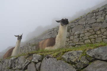 Lamy w Peru - Machu Picchu