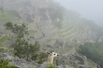 Lama w Machu Picchu