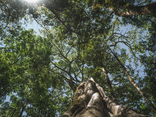 tree in the forest of Costa Rica