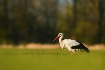 White Stork, natural environment, wildlife, close up, detail, Ciconia ciconia