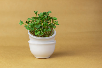 White handmade ceramic pot with microgreens on brown background.