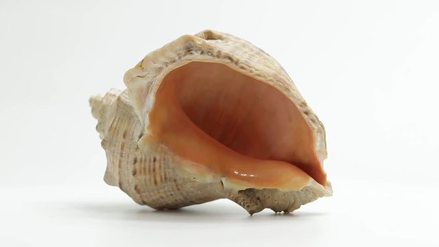 shell. sea ​​shell. seashell rotates. seashell rotates on a white background