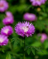 Cornflower, Centaurea cyanus, Asteraceae. Cornflower grass or bachelor flower in the garden. Natural background of blue spring flowers close-up