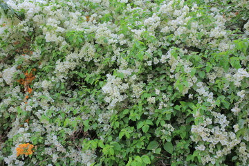 Fototapeta na wymiar green leaf and white flowers background