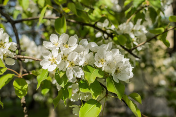 Cherry blossoms on a sunny day	
