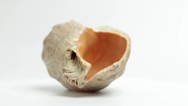 shell. sea ​​shell. seashell rotates. seashell rotates on a white background
