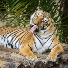 Fototapeta na wymiar Tigre em posição majestosa descansando em cima de troncos de madeira.