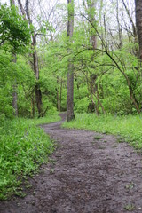 Fototapeta na wymiar A Trail Through The Woods