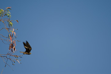 Eleonora's falcon (Falco eleonorae) taking flight from a eucalyptus branch. The Nublo Rural Park. Tejeda. Gran Canaria. Canary Islands. Spain.