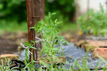 Young tomato plants in the morning. Tomato plantation sprouts grow in garden on farm