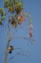 Eleonora's falcon (Falco eleonorae) landing on a eucalyptus branch. The Nublo Rural Park. Tejeda. Gran Canaria. Canary Islands. Spain.
