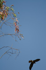 Eleonora's falcon (Falco eleonorae) taking flight from a eucalyptus branch. The Nublo Rural Park. Tejeda. Gran Canaria. Canary Islands. Spain.