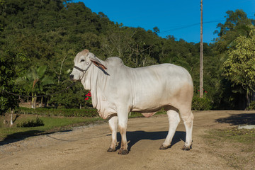 breeding of the Brahman cattle breed