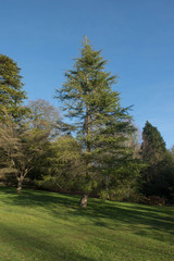 Fototapeta na wymiar Green Foliage and Cones of an Evergreen Coniferous Deodar Cedar Tree (Cedrus deodara) Growing in a Garden in Rural Devon, England, Uk