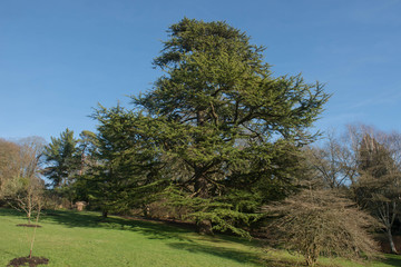 Green Foliage and Cones of an Evergreen Coniferous Deodar Cedar Tree (Cedrus deodara) Growing in a Garden in Rural Devon, England, Uk