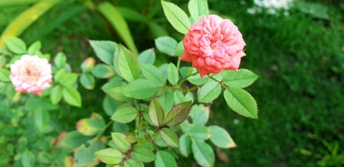 pink rose bush
