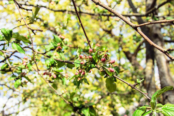 A branch of an apple tree with flower ovaries before flowering.