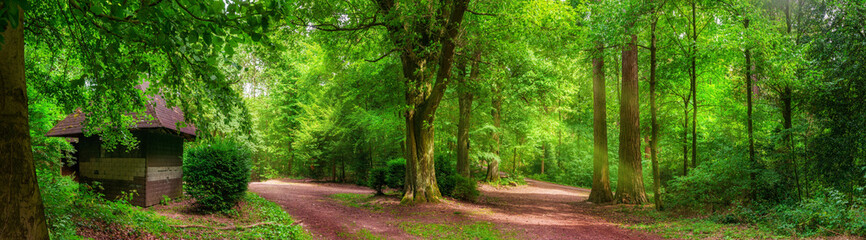 Fototapeta na wymiar Tranquil forest scenery: a panorama of trees and paths in vibrant green color and soft sunlight, with a small cabin