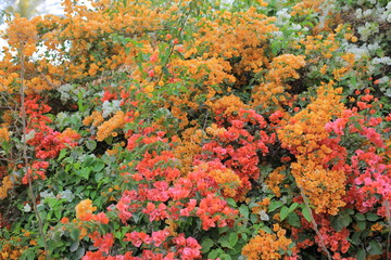 colorful flowers in the garden