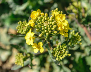 Rapeseed flowers and buds close-up, Brassica napus