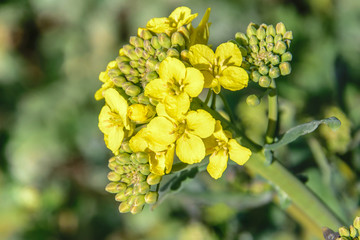 Brassica napus, rapeseed flowers and buds close-up,