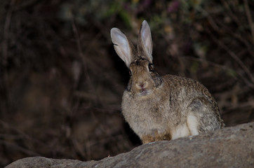 European rabbit Oryctolagus cuniculus. The Nublo Rural Park. Tejeda. Gran Canaria. Canary Islands. Spain.