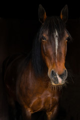 Portrait von einem braunen Pferd.
