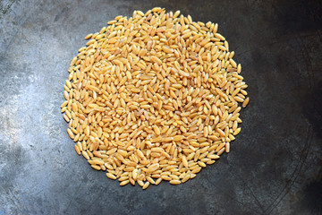 wheat Natural ingredient element, close up look background 