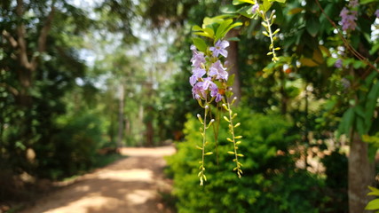 flowers in the forest