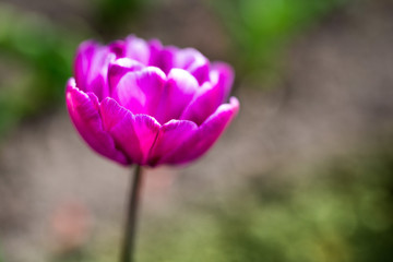 Spring flowers. Tulips in the park. Romantics flowers. Love. Tulips. 