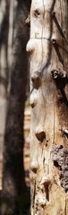 Fototapeta premium Schöner alter Baumstumpf in den Bergen