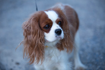 Cavalier King Charles Spaniel for a walk. Dog with a collar and a leash. The female dog.