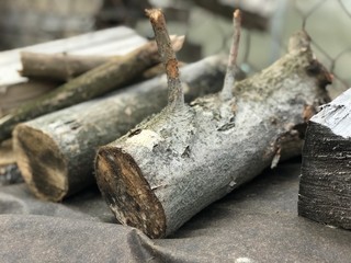 the woodpile of birch fire wood