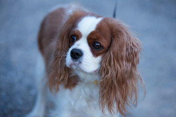 Cavalier King Charles Spaniel for a walk. Dog with a collar and a leash. The female dog.