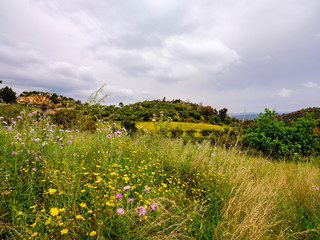 Beautiful meadow with wild flowers in springtime in the Sardinian region of Ogliastra. Mountain...
